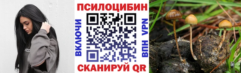 где можно купить наркотик  Черкесск  Псилоцибиновые грибы Cubensis 